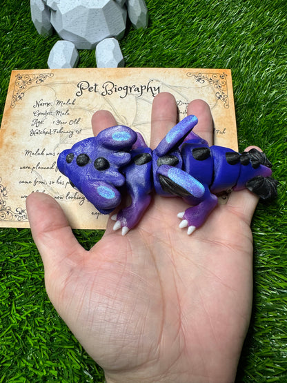 Malak - The Baby Dragon - Mythical Pets